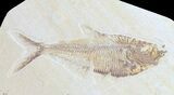 Diplomystus & Knightia Fossil Fish Association #75988-1